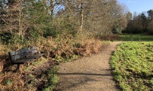 Photo of a rough path, a bench and woodland edge, on a bright winter day.