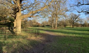 Photo of a selection of mature oak trees. Protected by black metal railings. Looking beautiful in the low winter sun.