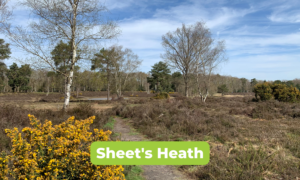 Photo of the lovely view across Sheet's Heath in early spring, looking towards a popular pond and expanse of heathland.