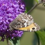 Photo of a mottled butterfly sitting on a bright purple buddleia flower. The wings are closed but you can see part of the sandy-coloured upper wing and its black spot.