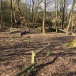 Photo of a dog agility course in the woodland.