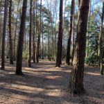 Photo of a path through pine woodland.