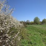 Photo of the hedge in blossom, Blackthorn I think!