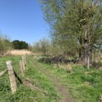 Photo of a path running alongside a fence, a large willow tree is coming into leaf