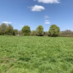 Photo of a very green meadow, with a row of bright green trees behind and blue sky