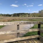 Photo looking across wooden railing, across a small muddy pond to the meadow beyond