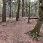 Photo of a narrow woodland path snaking through trees.