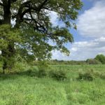 Photo of a large green meadow, with a huge Oak tree and newly planted hedge.