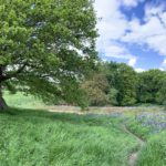 Photo of a large green meadow, with a lovely mass of bluebells under a beautiful Oak tree.
