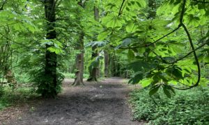 Photo of an avenue of mature Horse Chestnut trees with fresh green leaves.