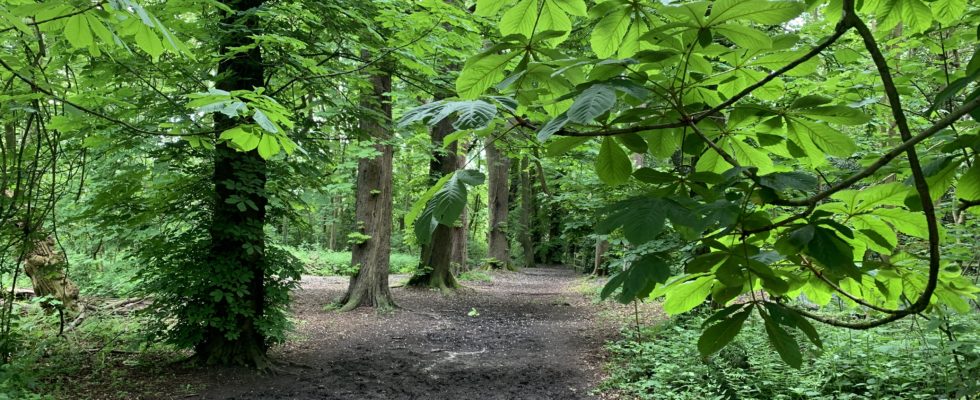 Photo of an avenue of mature Horse Chestnut trees with fresh green leaves.