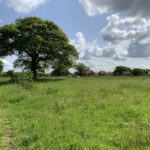 Photo of a green meadow with a beautiful oak tree in the middle distance.