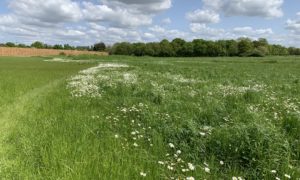 Photo of a mown path leading through a meadow full of white daisies.