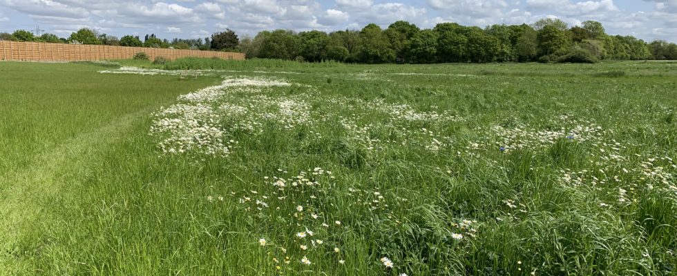 Photo of a mown path leading through a meadow full of white daisies.