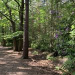 Photo of a shady woodland path with trees all in leaf and a few purple rhododendrons in flower.
