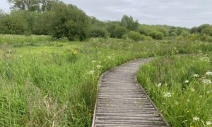 Photo of a curving boardwalk, lush wetland vegetation on either side.