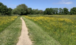 Photo of a rough path through a field full of yellow buttercups.