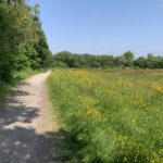 Photo of the path running along the edge of a flower-filled meadow.