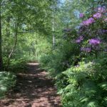 Photo of a shady woodland walk, with purple Rhododendron in flower