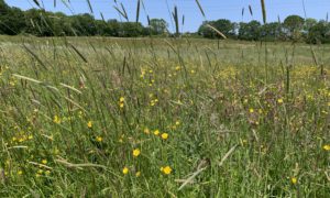 Photo of long meadow grass and yellow buttercups.