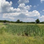 Photo of a meadow. There's a pond full of rushes and a viewing platform.