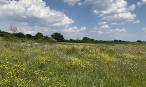 Photo of an attractive wildflower meadow.