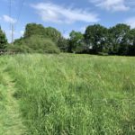 Photo of a summer scene. Grassy path through a green meadow surrounded by mature oak trees.