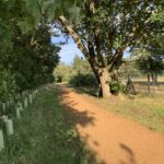 Photo of a footpath, a large oak tree, and newly planted trees with tree protectors.