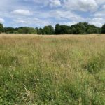 Photo of a meadow, the grass has been allowed to grow long and it's dried to a golden colour in the summer sun.