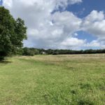 Photo of a grazed field. A hedgerow and mature oak trees border a footpath.