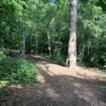 Photo of shady woodland. A tall pine tree stands in the foreground, with deciduous trees as well.