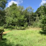 Photo of a sunny woodland glade, with a surfaced path leading off into woodland.