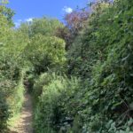 Photo of a small, rather overgrown path