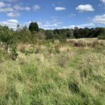 Photo of late summer meadow, with young trees popping out of tree protectors