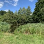 Photo of a pond, with accessto the water through a gap in the reeds