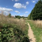 Photo of a small, rough path past brambles and large conifers.