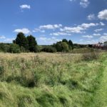 Photo of a mown path in a meadow with large conifers in the distance.