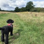 Photo of a black poodle standing to attention on a mown path.