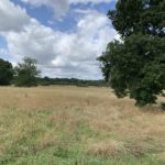 Photo looking across a meadow. Large oak trees are scattered through the meadow.