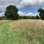 Photo looking across a meadow. Large oak trees are scattered through the meadow.