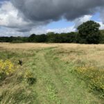 Photo looking across a meadow. A mown path snakes into the distance.