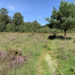 Photo showing an open area of heath, with purple heather in flower and yellow gorse. A small pine tree stands to one side and there are more trees in the distance, beyond the open heath.