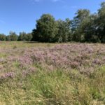 Photo showing an open area of heath, with purple heather in flower. Trees stand around the perimeter of the open area.