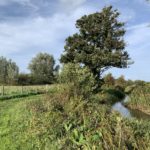 Photo of a small path beside a gentle river. A tall pine tree stands beside the river.