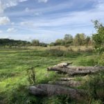 Photo looking across a large, green meadow. There's a pile o logs in the foreground.