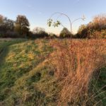 Photo of a rough path through a meadow. Rose hips in the foreground are lit by warm evening light.