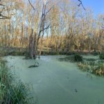 Winter photo of a large pond cover in green weed.