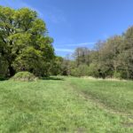 Photo a large open meadow bordered by mature trees. Bright blue sky.