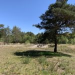 Photo shows a large open area with picnic benches and rubbish bins. An attractive pine tree stands in the foreground.