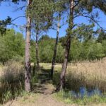 Photo shows 4 tall pine trees beside a pond with reeds.